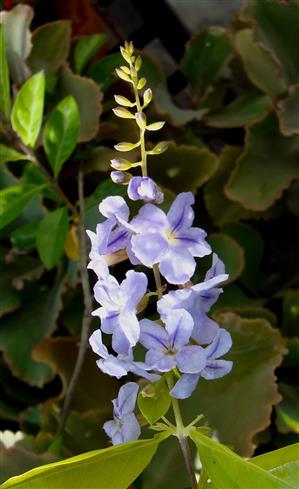 Duranta erecta